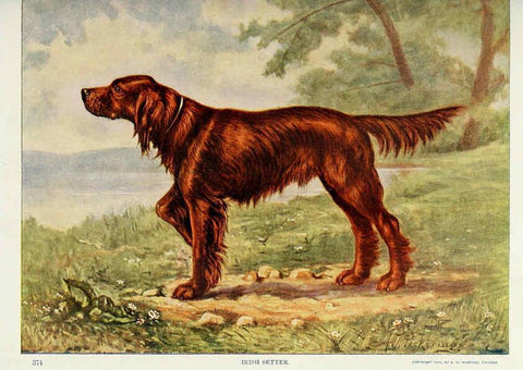 Reproducción/Reproduction 6276957660: Nature neighbors. v.5. Chicago,American Audobon association[c1914] 