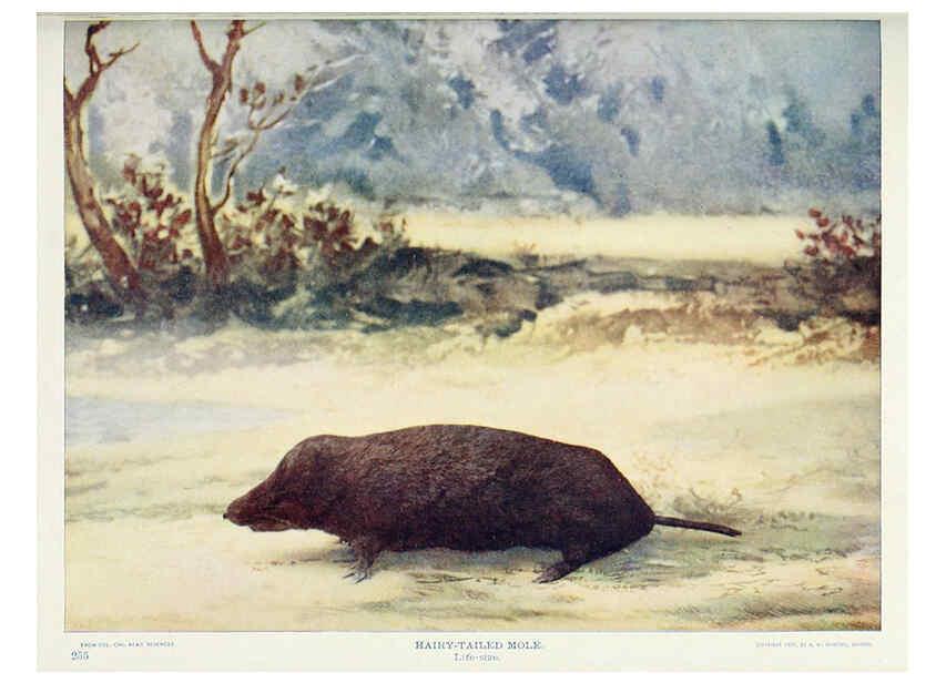 Reproducción/Reproduction 6276961040: Nature neighbors. v.5. Chicago,American Audobon association[c1914] 