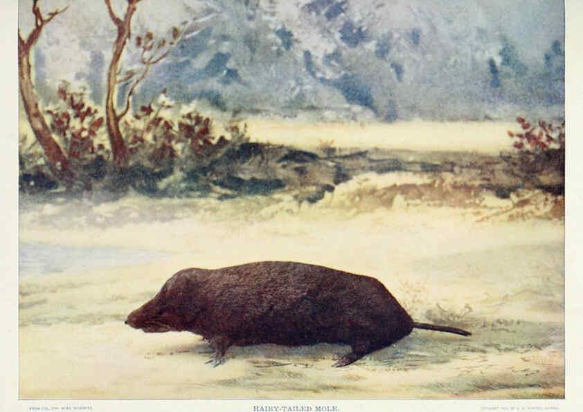 Reproducción/Reproduction 6276961040: Nature neighbors. v.5. Chicago,American Audobon association[c1914] 