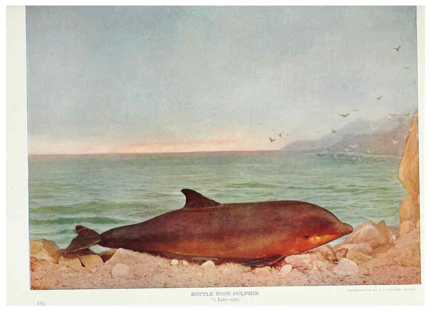 Reproducción/Reproduction 6276962308: Nature neighbors. v.5. Chicago,American Audobon association[c1914] 