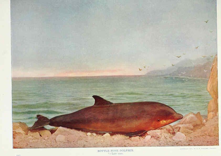 Reproducción/Reproduction 6276962308: Nature neighbors. v.5. Chicago,American Audobon association[c1914] 