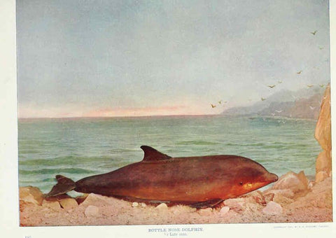 Reproducción/Reproduction 6276962308: Nature neighbors. v.5. Chicago,American Audobon association[c1914] 