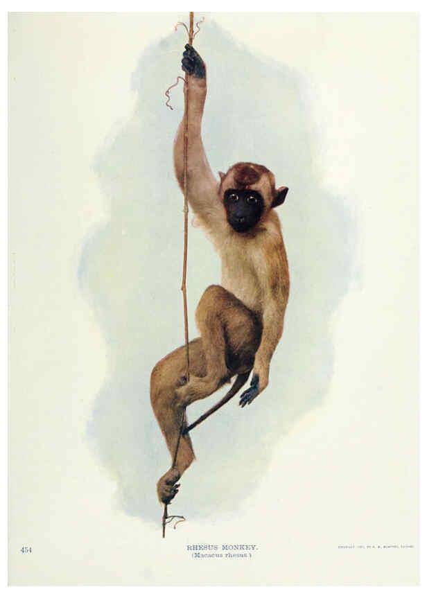 Reproducción/Reproduction 6276441699: Nature neighbors. v.5. Chicago,American Audobon association[c1914] 