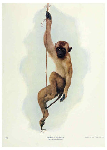 Reproducción/Reproduction 6276441699: Nature neighbors. v.5. Chicago,American Audobon association[c1914] 