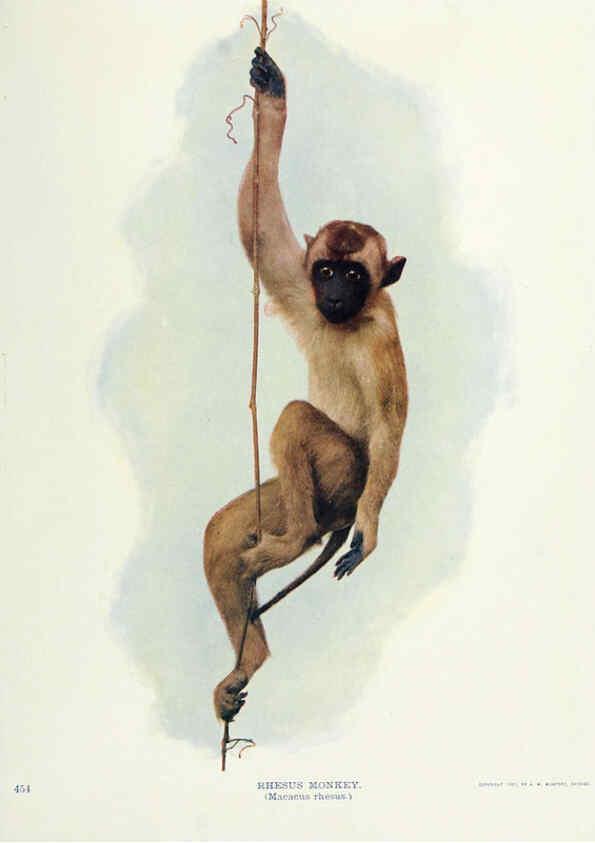 Reproducción/Reproduction 6276441699: Nature neighbors. v.5. Chicago,American Audobon association[c1914] 