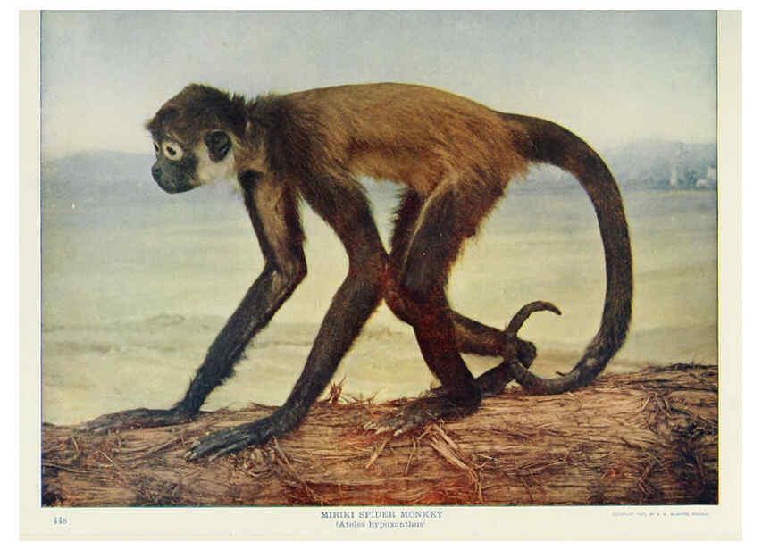 Reproducción/Reproduction 6276962940: Nature neighbors. v.5. Chicago,American Audobon association[c1914] 