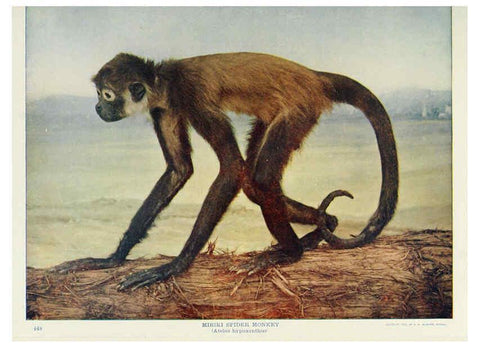 Reproducción/Reproduction 6276962940: Nature neighbors. v.5. Chicago,American Audobon association[c1914] 