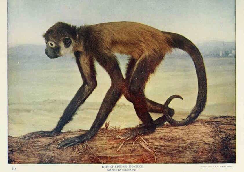Reproducción/Reproduction 6276962940: Nature neighbors. v.5. Chicago,American Audobon association[c1914] 