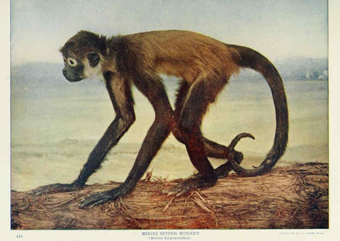 Reproducción/Reproduction 6276962940: Nature neighbors. v.5. Chicago,American Audobon association[c1914] 