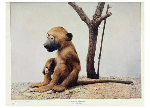 Reproducción/Reproduction 6276963234: Nature neighbors. v.5. Chicago,American Audobon association[c1914] 