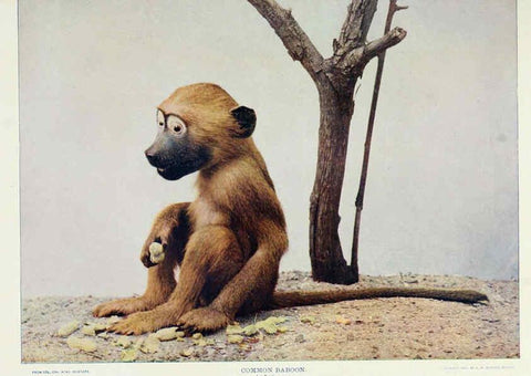 Reproducción/Reproduction 6276963234: Nature neighbors. v.5. Chicago,American Audobon association[c1914] 
