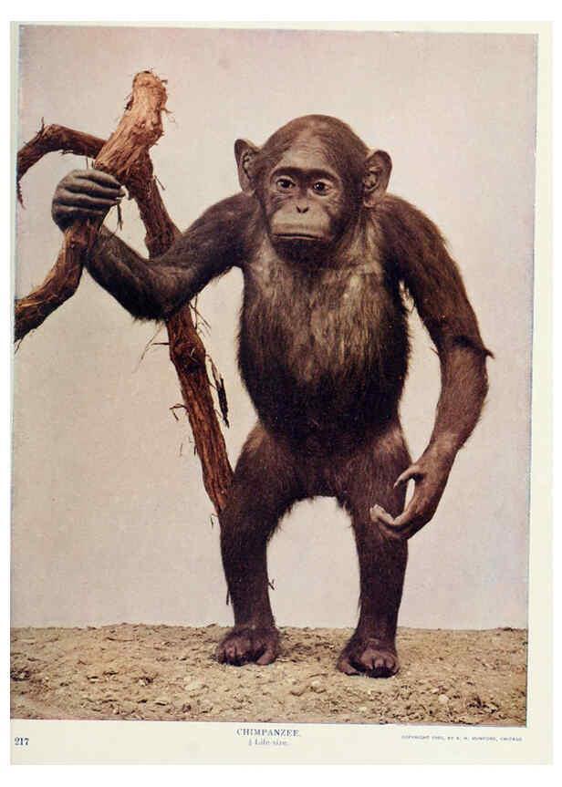 Reproducción/Reproduction 6276963558: Nature neighbors. v.5. Chicago,American Audobon association[c1914] 
