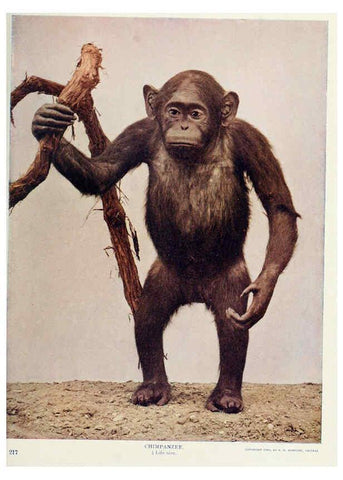 Reproducción/Reproduction 6276963558: Nature neighbors. v.5. Chicago,American Audobon association[c1914] 