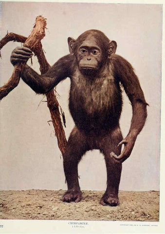 Reproducción/Reproduction 6276963558: Nature neighbors. v.5. Chicago,American Audobon association[c1914] 