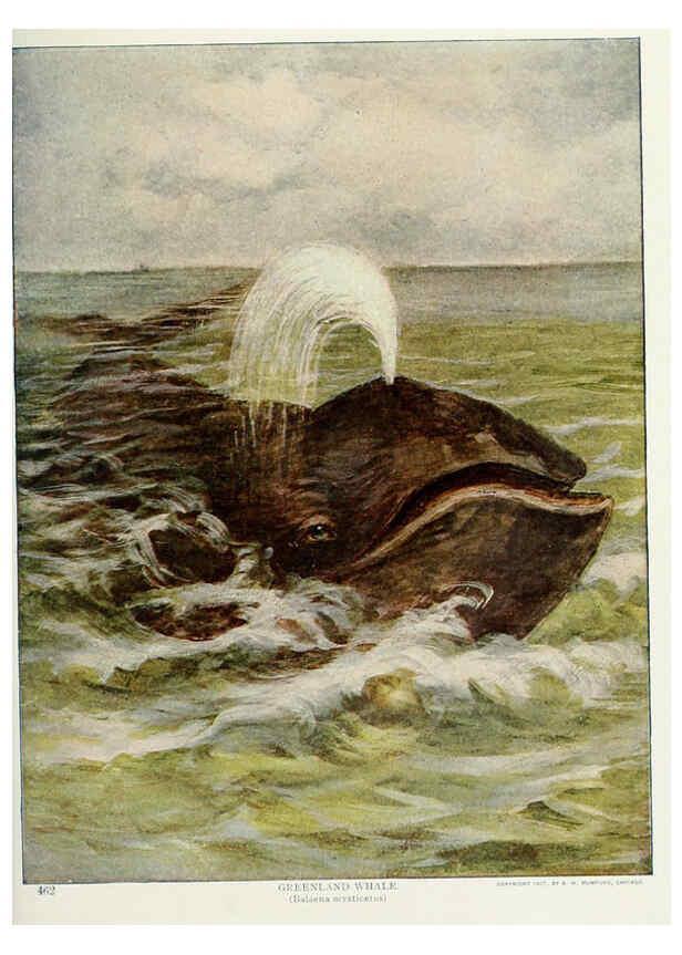 Reproducción/Reproduction 6276961566: Nature neighbors. v.5. Chicago,American Audobon association[c1914] 