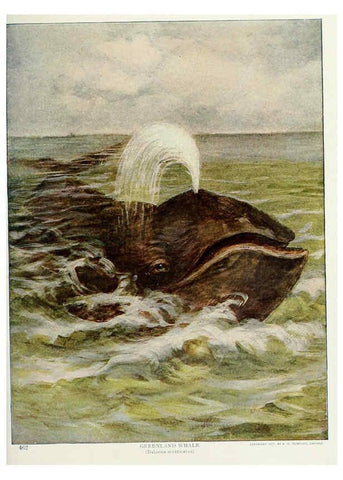 Reproducción/Reproduction 6276961566: Nature neighbors. v.5. Chicago,American Audobon association[c1914] 