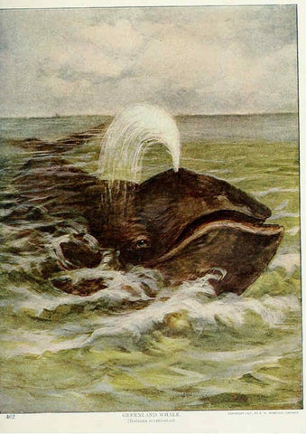 Reproducción/Reproduction 6276961566: Nature neighbors. v.5. Chicago,American Audobon association[c1914] 