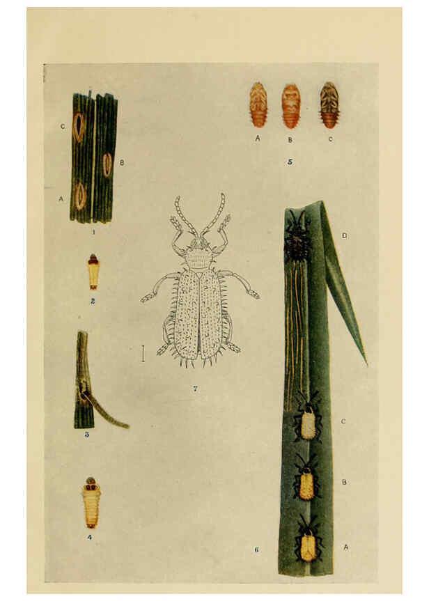 Reproducción/Reproduction 6279516299: Indian insect life Calcutta ;Thacker, Spink & Co., W. Thacker & Co., 2 Creed Lane, London,1909