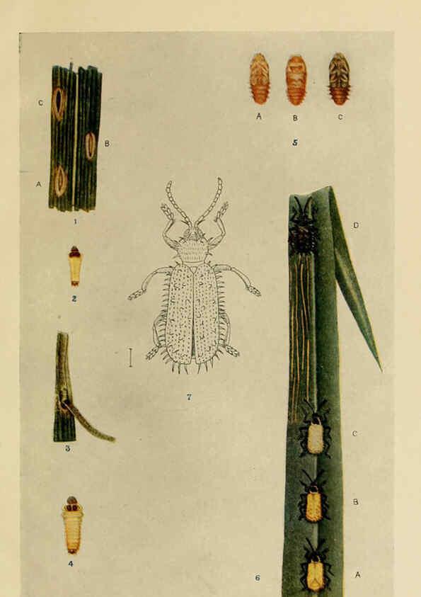 Reproducción/Reproduction 6279516299: Indian insect life Calcutta ;Thacker, Spink & Co., W. Thacker & Co., 2 Creed Lane, London,1909