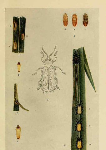 Reproducción/Reproduction 6279516299: Indian insect life Calcutta ;Thacker, Spink & Co., W. Thacker & Co., 2 Creed Lane, London,1909
