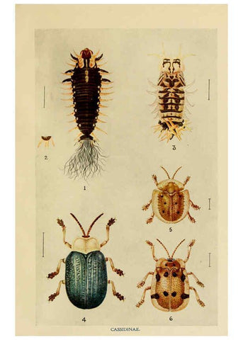 Reproducción/Reproduction 6280036956: Indian insect life Calcutta ;Thacker, Spink & Co., W. Thacker & Co., 2 Creed Lane, London,1909