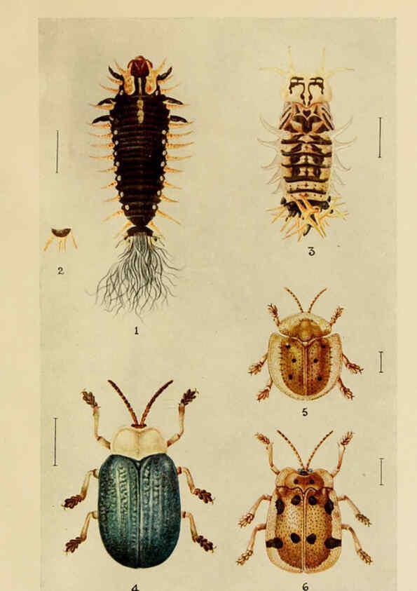 Reproducción/Reproduction 6280036956: Indian insect life Calcutta ;Thacker, Spink & Co., W. Thacker & Co., 2 Creed Lane, London,1909
