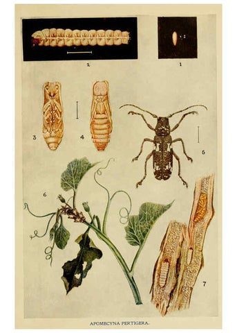 Reproducción/Reproduction 6279516881: Indian insect life Calcutta ;Thacker, Spink & Co., W. Thacker & Co., 2 Creed Lane, London,1909