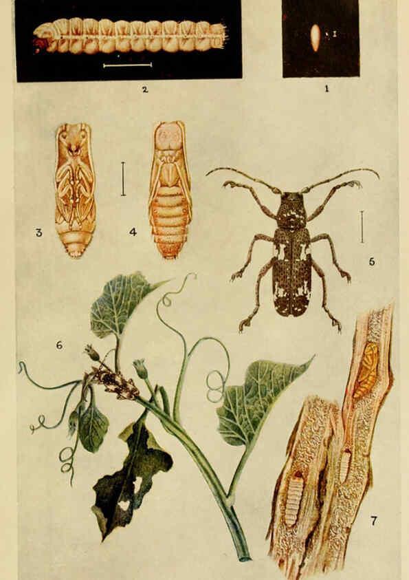 Reproducción/Reproduction 6279516881: Indian insect life Calcutta ;Thacker, Spink & Co., W. Thacker & Co., 2 Creed Lane, London,1909