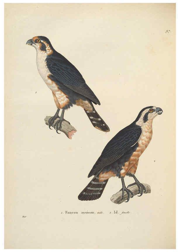 Reproducción/Reproduction 6285706165: Nouveau recueil de planches coloriées d'oiseaux A Strasbourgh ;Chez Legras Imbert et Comp.,1838