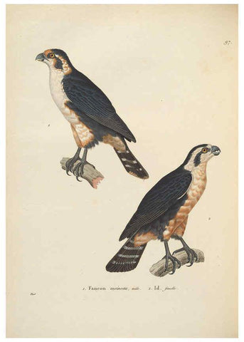 Reproducción/Reproduction 6285706165: Nouveau recueil de planches coloriées d'oiseaux A Strasbourgh ;Chez Legras Imbert et Comp.,1838