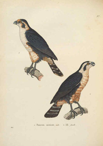 Reproducción/Reproduction 6285706165: Nouveau recueil de planches coloriées d'oiseaux A Strasbourgh ;Chez Legras Imbert et Comp.,1838