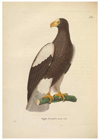 Reproducción/Reproduction 6286227018: Nouveau recueil de planches coloriées d'oiseaux A Strasbourgh ;Chez Legras Imbert et Comp.,1838