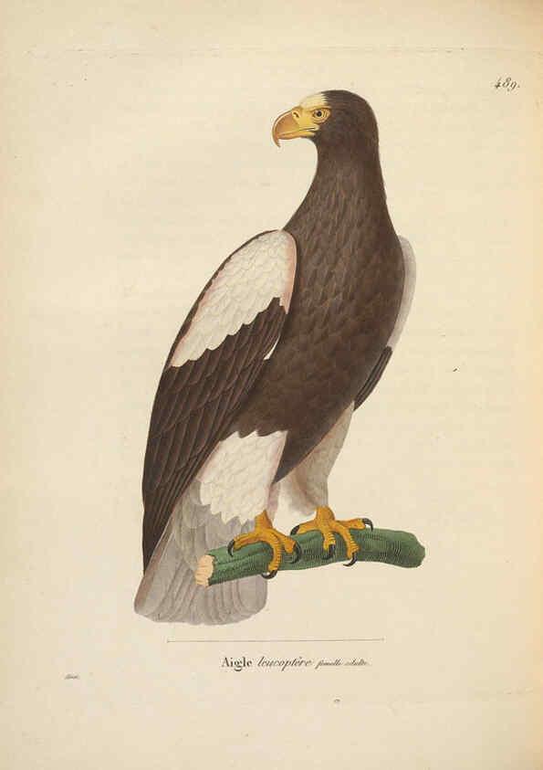 Reproducción/Reproduction 6286227018: Nouveau recueil de planches coloriées d'oiseaux A Strasbourgh ;Chez Legras Imbert et Comp.,1838
