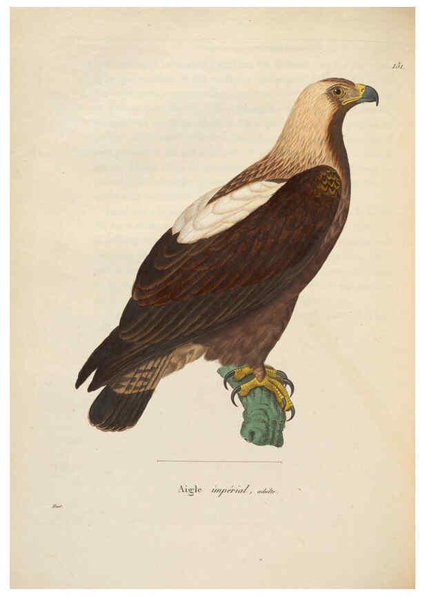 Reproducción/Reproduction 6285706487: Nouveau recueil de planches coloriées d'oiseaux A Strasbourgh ;Chez Legras Imbert et Comp.,1838