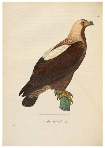 Reproducción/Reproduction 6285706487: Nouveau recueil de planches coloriées d'oiseaux A Strasbourgh ;Chez Legras Imbert et Comp.,1838