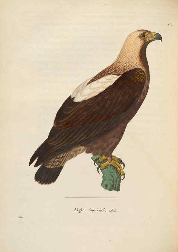 Reproducción/Reproduction 6285706487: Nouveau recueil de planches coloriées d'oiseaux A Strasbourgh ;Chez Legras Imbert et Comp.,1838