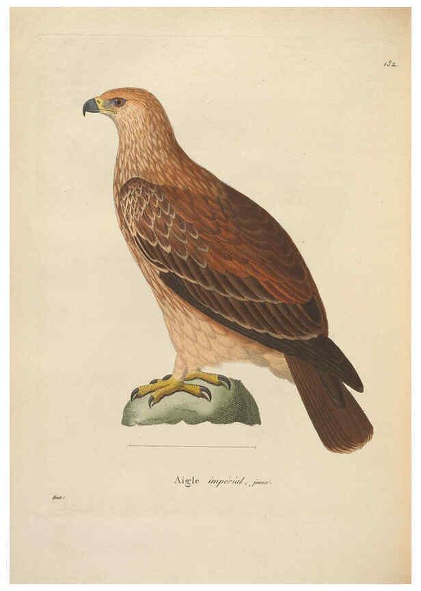 Reproducción/Reproduction 6286227310: Nouveau recueil de planches coloriées d'oiseaux A Strasbourgh ;Chez Legras Imbert et Comp.,1838