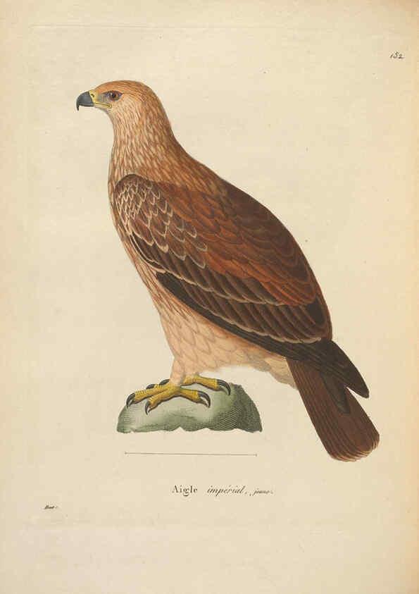 Reproducción/Reproduction 6286227310: Nouveau recueil de planches coloriées d'oiseaux A Strasbourgh ;Chez Legras Imbert et Comp.,1838