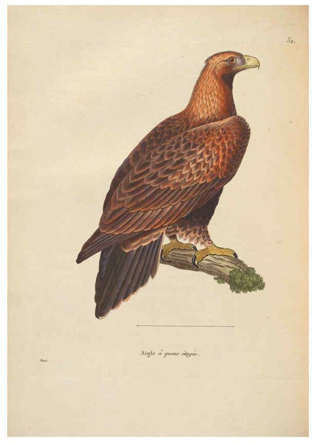Reproducción/Reproduction 6286227454: Nouveau recueil de planches coloriées d'oiseaux A Strasbourgh ;Chez Legras Imbert et Comp.,1838