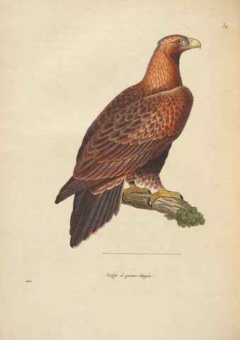 Reproducción/Reproduction 6286227454: Nouveau recueil de planches coloriées d'oiseaux A Strasbourgh ;Chez Legras Imbert et Comp.,1838