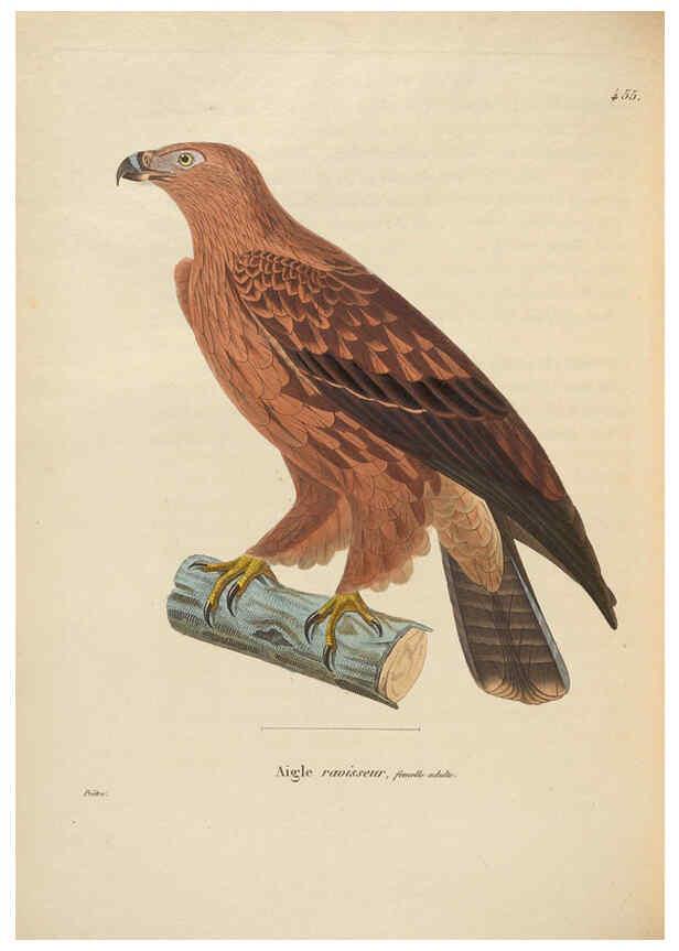 Reproducción/Reproduction 6286227612: Nouveau recueil de planches coloriées d'oiseaux A Strasbourgh ;Chez Legras Imbert et Comp.,1838
