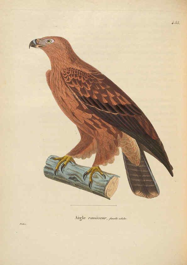 Reproducción/Reproduction 6286227612: Nouveau recueil de planches coloriées d'oiseaux A Strasbourgh ;Chez Legras Imbert et Comp.,1838