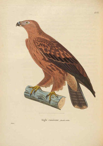 Reproducción/Reproduction 6286227612: Nouveau recueil de planches coloriées d'oiseaux A Strasbourgh ;Chez Legras Imbert et Comp.,1838
