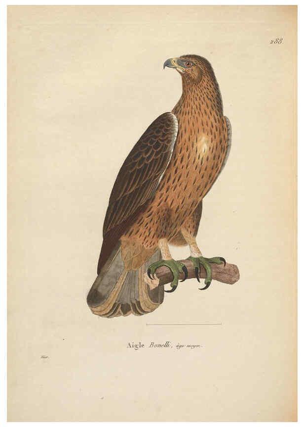 Reproducción/Reproduction 6286227858: Nouveau recueil de planches coloriées d'oiseaux A Strasbourgh ;Chez Legras Imbert et Comp.,1838