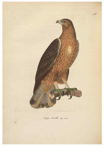 Reproducción/Reproduction 6286227858: Nouveau recueil de planches coloriées d'oiseaux A Strasbourgh ;Chez Legras Imbert et Comp.,1838