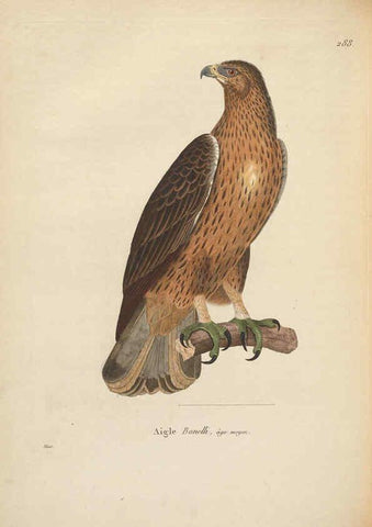 Reproducción/Reproduction 6286227858: Nouveau recueil de planches coloriées d'oiseaux A Strasbourgh ;Chez Legras Imbert et Comp.,1838