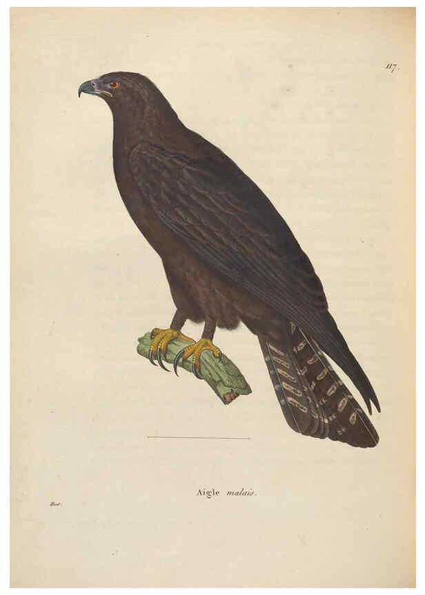 Reproducción/Reproduction 6285707331: Nouveau recueil de planches coloriées d'oiseaux A Strasbourgh ;Chez Legras Imbert et Comp.,1838