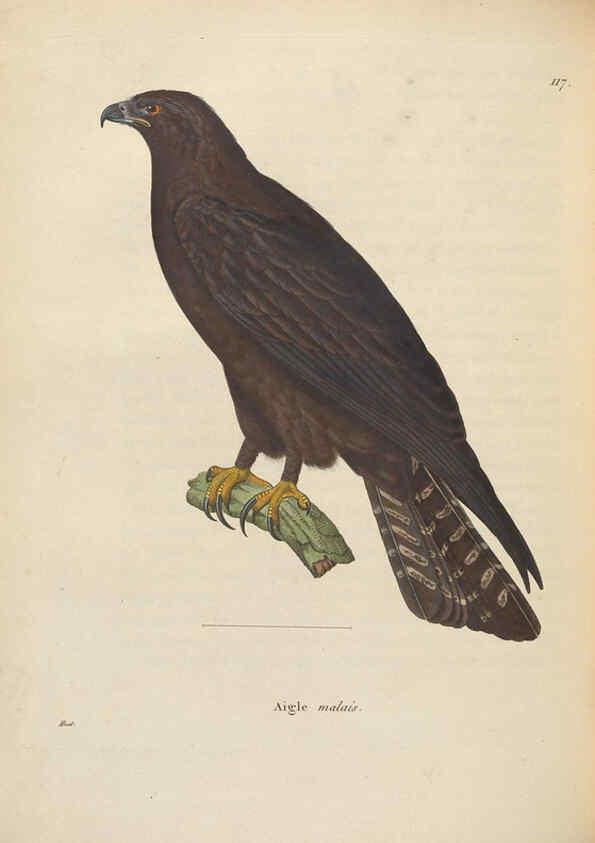 Reproducción/Reproduction 6285707331: Nouveau recueil de planches coloriées d'oiseaux A Strasbourgh ;Chez Legras Imbert et Comp.,1838