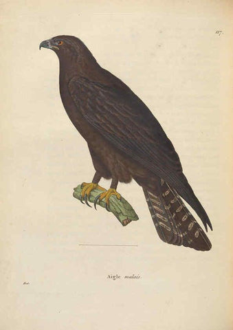 Reproducción/Reproduction 6285707331: Nouveau recueil de planches coloriées d'oiseaux A Strasbourgh ;Chez Legras Imbert et Comp.,1838