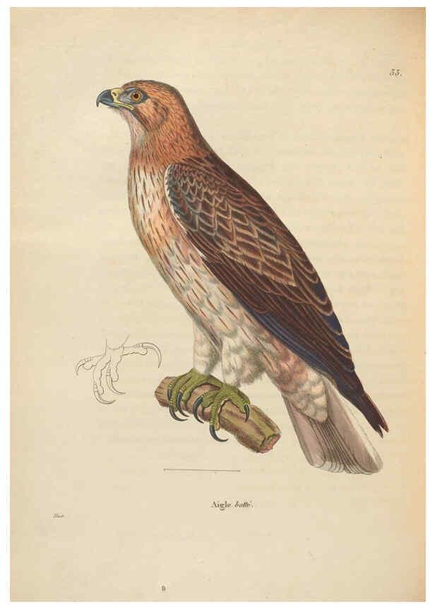 Reproducción/Reproduction 6285707501: Nouveau recueil de planches coloriées d'oiseaux A Strasbourgh ;Chez Legras Imbert et Comp.,1838